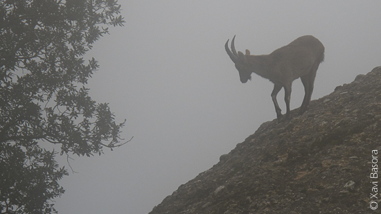 Cabra salvatge al massís de Montserrat i enmig d'una boira espessa. © Xavi Basora